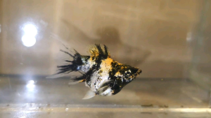 Tiger Red Head Balloon Molly Fish(Female) 红头短身气球茉莉鱼(母)❗️(Not random fish)❗️Fish same as order❗️31