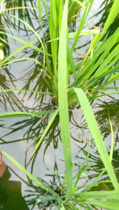 Lukut sawah untuk umpan pancingan