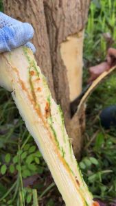 เปลือกมะรุมออแกนิคตัดสดตามออเดอร์(บรรจุ1KG)