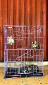 Kandang Kucing Tingkat 3