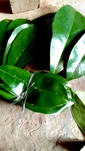 Daun sirsak 250gram segar herbal atasi oangker dan diabetes ampuh