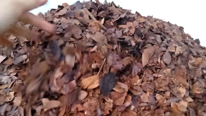 10 กิโลกรัม ใบก้ามปูหมัก-ใบก้ามปูเก่า ใบก้ามปูหมัก ใบก้ามปูกระสอบ ใบฉำฉา คัดใบล้วน ใบจามจูรี ใบก้ามปูหมัก ใบก้ามปูเก่า