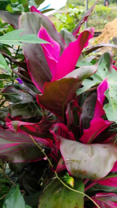 Red Andong (Cordyline fruticosa) -  - Pokok Andong Merah - लाल एंडोंग पौधा Red Andong – Vibrant Leaves Tropical Accent Easy Grower Garden Fengshui Plant Hardy Evergreen LIVE PLANT