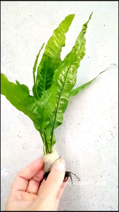 【LIVE】Aquatic Plant JAVA FERN 爪哇蕨 铁皇冠 Submers