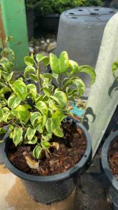 ไทรนางกวักด่าง ไทรเขาแกะด่าง Ficus benjamina barok variegated   ไทรด่าง ชื่อวิทยาศาสตร์: Ficus benjamina L. var. variegata ชื่อสามัญ: Variegated mini-rubber ชื่ออื่น: ไทรย้อยใบแหลมด่าง วงศ์: MORACEAE ลักษณะทางพฤกษศาสตร์ ต้น ไม้ยืนต้น อายุหลายปี สูง 10-15