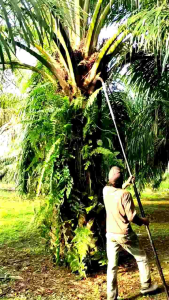 Egrek Camel KING 111 Premium Original Malaysia Siap Pakai