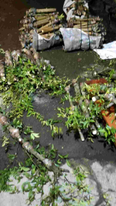 Bonsai Sancang Murah: Desain Minimalis & Pemeliharaan Mudah