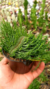 Tanaman Hias Kaktus & Sekulen Caput Cristata