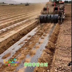 80 BUTIR BIJI/BENIH TANAMAN BAWANG BOMBAI MERAH