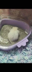 Bucatstate Hamster Bath Room Hamster Toilet Strawberry Series 布卡星仓鼠草莓浴室