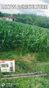 Racun Serangga  Pegasus 47.17SC 250ML Syngenta Diafenthiuron 47.17% Racun Lalat Putih Ulat Kutu Thrip Hama