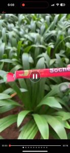 Gula Gula Sochews Bars Sticks 100’s