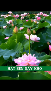 100g sen khô ĐỒNG THÁP