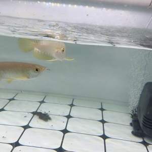 Malaysian Golden Bluebase Arowana 大马蓝底过背金龙鱼