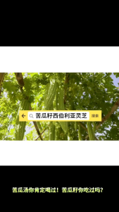 Bitter Melon Seed Powder With Siberian Chaga Mushroom (500g) @【天爱康】苦瓜籽西伯利亚灵芝 调节血糖 抗癌抗炎 增强免疫力 降火美颜 等等功效 (500g)