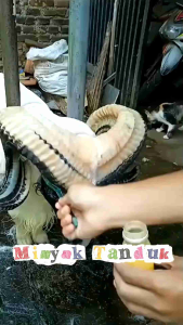 Penyubur Tanduk Domba Garut Tangkas mengandung minyak lemak biawak bayawak Pengiriman Instant Produk Perawatan Domba - Lazada