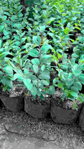 Pohon Bidara Arab Asli: Tanaman Herbal untuk Rukyah