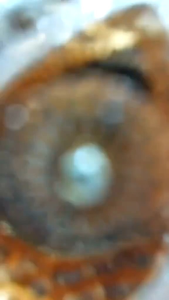 KALUNG SET LIONTIN WANITA DEWASA PERHIASAN KENDARI TERBARU ELEGANT