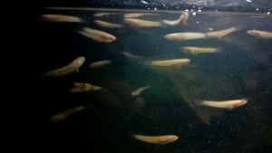 (RANDOM!!!! 10 EKOR) ANAK CHANNA LIMBATA 2 -3 INCI