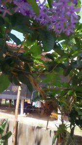 พวงคราม ต้นเพาะชำ