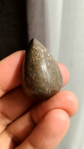 🦖 ฟอสซิลไดโนเสาร์ เจียร แบบทำเครื่องประดับ คาดว่าจะเป็นของ ไทรเซอราทอปส์ ไดโนเสาร์เจ้ายักษ์สามเขา