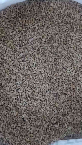 Gandum Makanan Haiwan Ternakan 1kg – 100% Natural Feed Grade