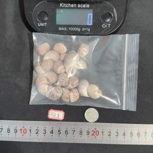 เปลือกหอยสังข์ไข่นก 50g Birds Egg Conch Shell 1.5-2.5cm