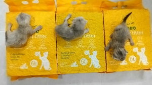 Cát đậu nành cho mèo đi vệ sinh Vicado tofu cat litter túi 6L. Cát mèo đậu nành giá rẻ