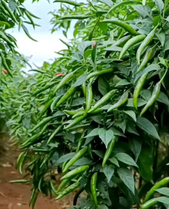 BENIH CAP PANAH MERAH CABE RAWIT PELITA F1 ( KEMASAN PABRIK )