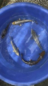 Japan Aragoke 32–38cm from Momotaro Farm - RM1180 per koi