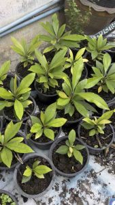 ต้นพิลังกาสา เป็นพืชสมุนไพรต้านมะเร็งของหมอแสง นำไปปลูกเป็นไม้ประดับบ้านทั้วไปได้ ดอกและผลมีสีสวยงาม ต้นที่จำหน่ายสูง 20-30 เซนติเมตร