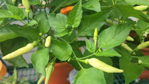 TRIO SEEDIY Chili White Spicy Cili Putih Pedas F1 206 Veggie Seeds