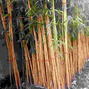 Tanaman Bambu Kuning (bambu kuning panda/penangkal goib)