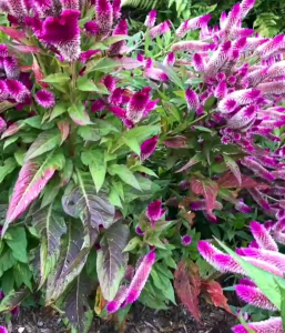 30 BUTIR BIJI/BENIH BUNGA CELOSIA ARGENTEA