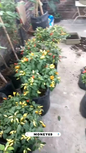 Jual Benih Cabe Putih Ranjau Buah rapat lebat Benih F1 Grade A (15 butir 1 PCS )