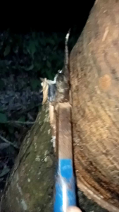 ปุ๋ยน้ำหมักต้มบำรุงรักษายาง  น้ำยาง ออกดี  เปอร์เซ็นต์ดี มีน้ำหนัก เปลือกนิ่มกรีดง่าย ปลอดภัย ใช้ได้ยางอ่อนยางแก่