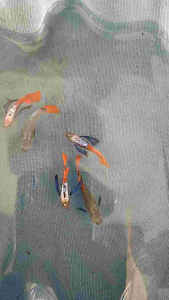 GUPPY DUMBO BIG EAR PLATINUM RED TAIL 1pair male+female GRADE AA(QUALITY GUARANTEE)