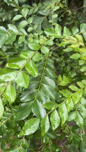 ใบกระหรี่ ใบสมุย 100 g