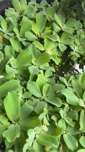 ต้นจอกแหน 1 ชุด 10 ต้น