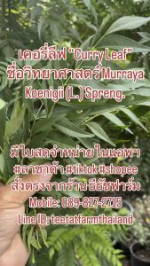 จำหน่าย ใบกะหรี่สด 300g ฿250 1000g ฿500 “leaf used to make curry” เมืองไทยเรียกใบไม้ในแกงแขก”หอมแขก“