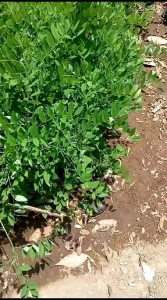 32 Batang Bibit Indigofera Pakan Ternak (Bonus Pupuk Penyubur)