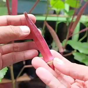 [TERMURAH] BIJI/BENIH SAYURAN RED OKRA/OKRA MERAH