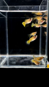 yellow snake glass belly 黄蕾丝玻璃猫