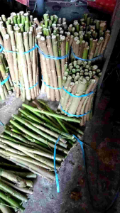 Bibit stek singkong Papua ukuran sedang 1kg panjang 20-40cm