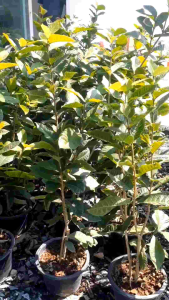 พวงครามออสเตรเลีย กระถาง 11 นิ้ว ต้นสูง 70-80 ซม. (กทม)