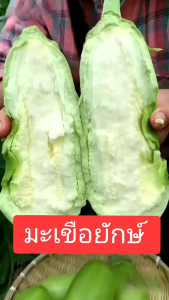 🍆 200 เมล็ด รุฑกิฑ์แว่นมะเขือยักษ์ เมล็ดพันธุ์ ซองใหญ่ พร้อมส่ง สำหรับความสวยคมบาง คิซา