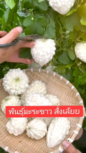 พันธุ์มะระขาวแอปเปิ้ล 5เมล็ด ลูกอวบใหญ่ หวานกรอบ