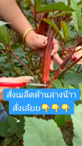 🍁 30 เมล็ดกระเจี้ยบมอญแดง เมล็ดซองใหญ่ งอกง่าย โตไว