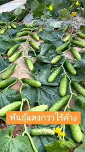 🥒 เมล็ดพันธุ์แตงกวาไร้ค้างลูกดก 50 ราย ผลดกไม่ต้องทำค้าง งอกง่าย ถูกต้อง โตไว้