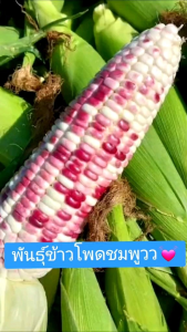 💕พันธุ์ข้าวโพดชมพู 30 เมล็ด ฝักใหญ่สวย